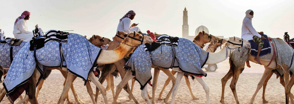 Dubai Kamele in Wüste