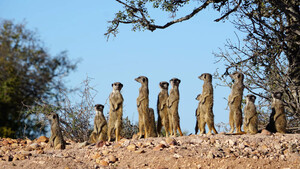 Erdmännchen in Südafrika