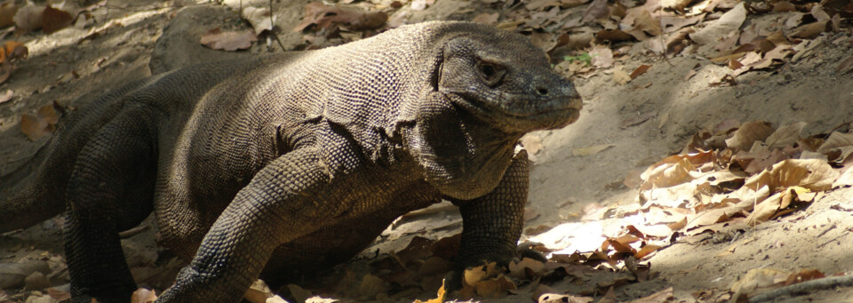 Komodowaran