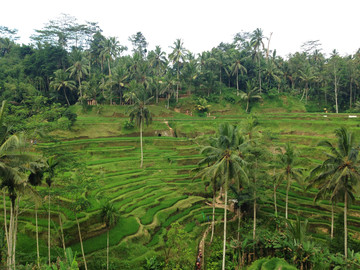 Bali Reisebericht - Reisterrassen auf Bali