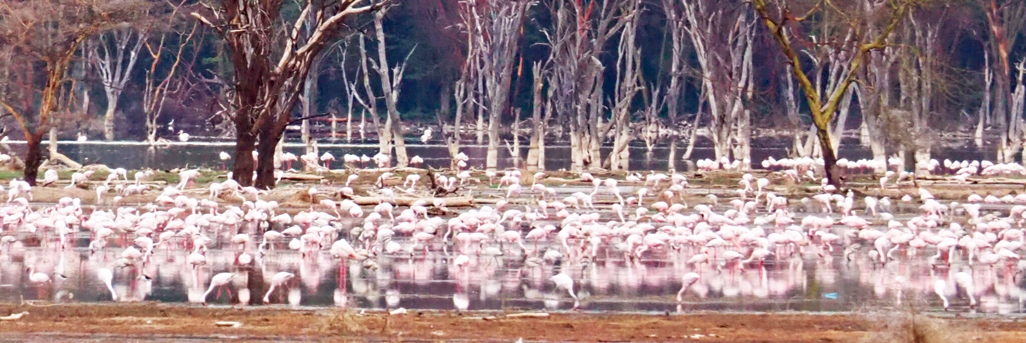 Reisebericht Kenia - Flamingos am Lake Nakuru