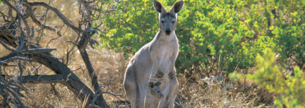 Kangaroo Island Entdeckertour