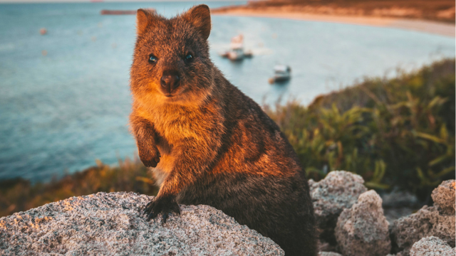 Quokka