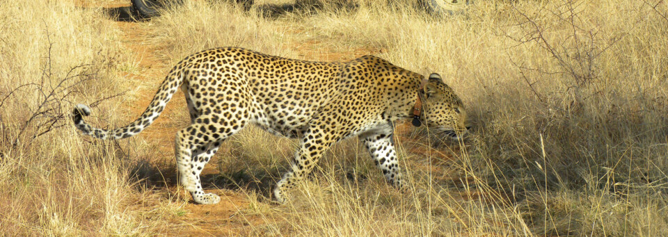 Okonjima Nature Reserve Geparden