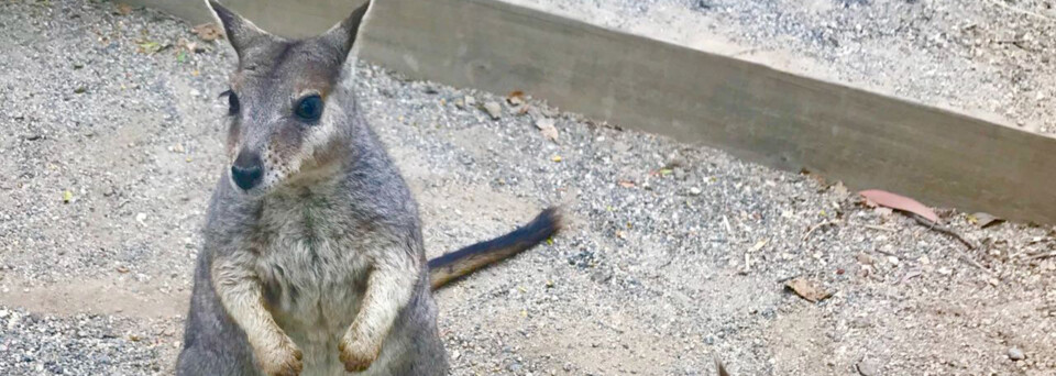 Rockwallaby in der Granite Gorge in Mareeba