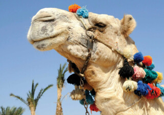 Kamel in Ägypten