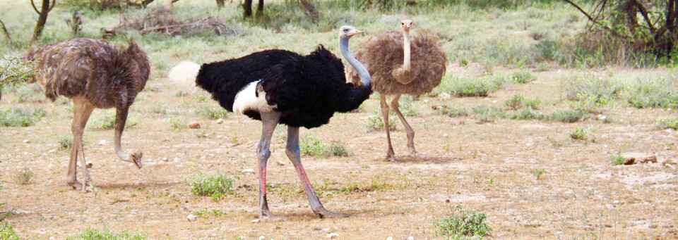 Kenia Reisebericht - Strauße im Samburu Nationalreservat