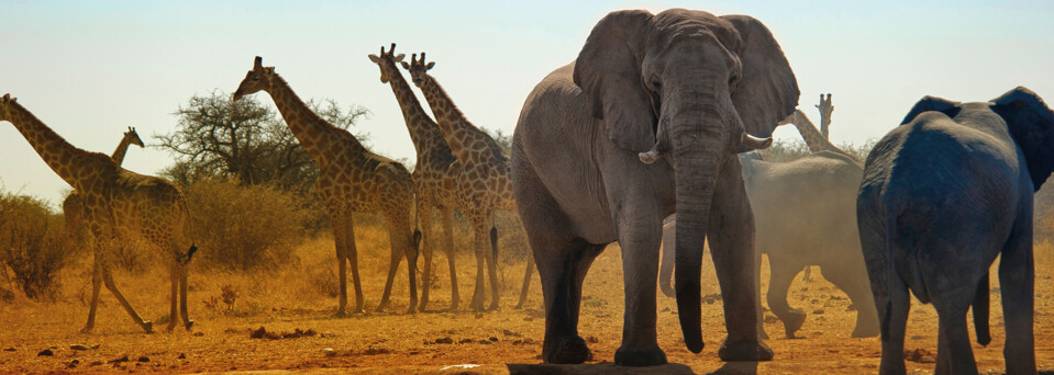 Elefanten und Giraffen im Etosha Nationalpark