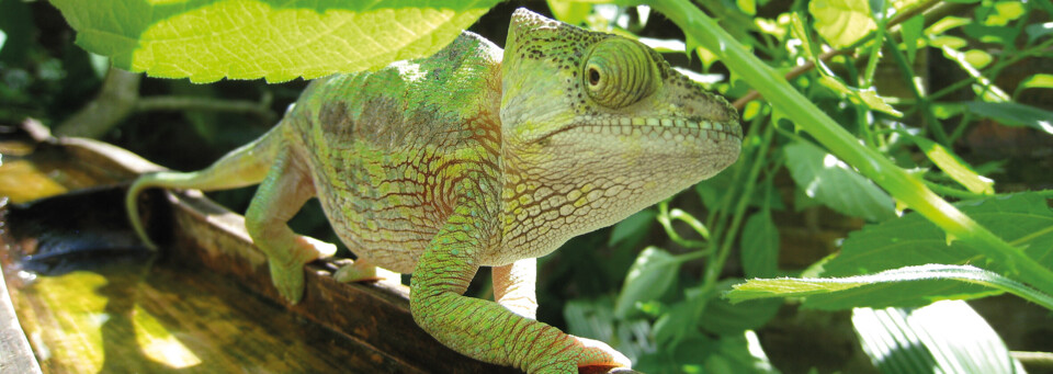 Chameleon im Ranomafana Nationalpark