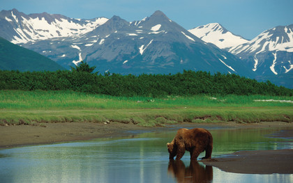 Grizzly in Alaska