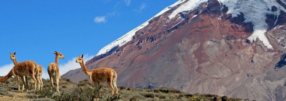 Vulkan Chimborazo