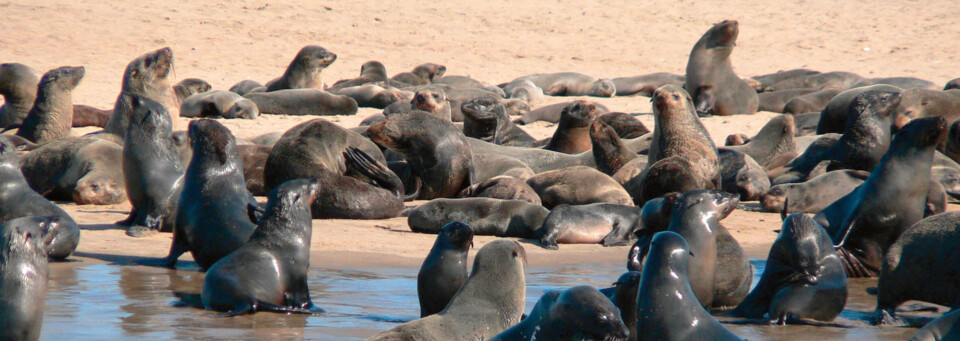 Robben bei Walvis Bay