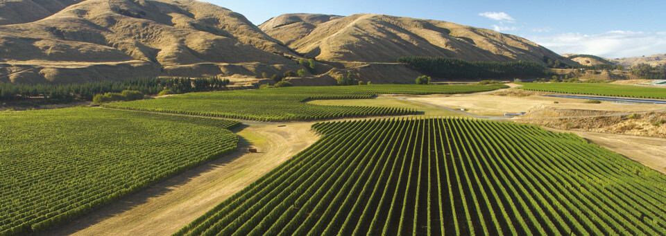 Weinreben und Berge in der Weinregion Martinborough