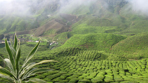 Cameron Highlands