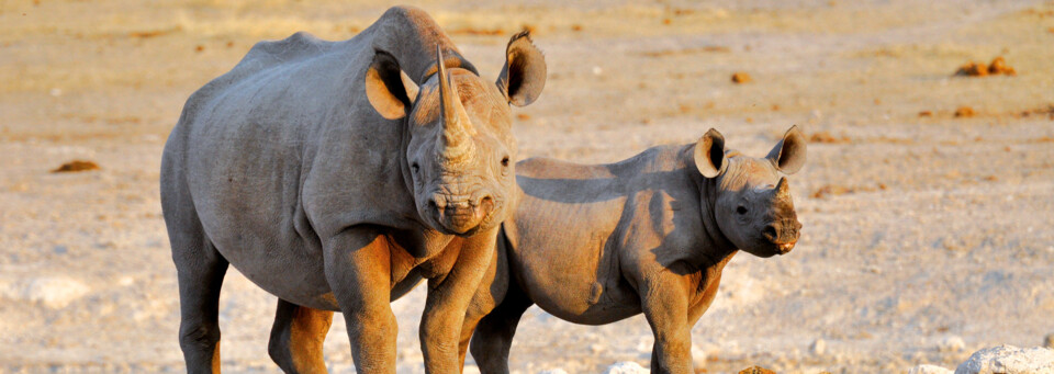 Nashorn-Mutter mit Jungem im Etosha Nationalpark