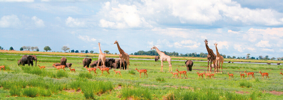 Tiere im Chobe Nationalpark