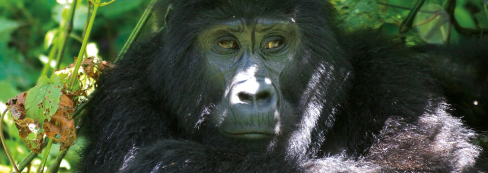 Gorilla im Bwindi Impenetrable Forest