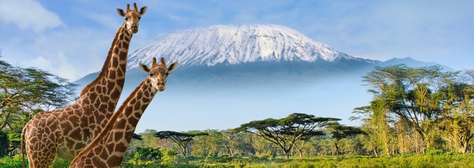 Amboseli NP + Kilimandscharo + Giraffen