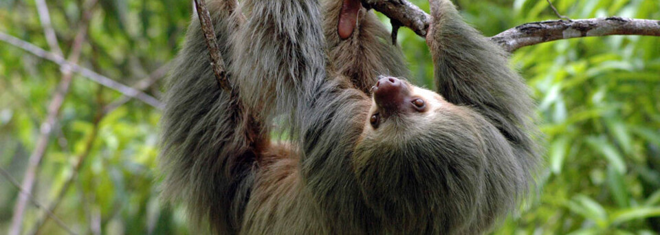 © Latinconnect Faultier in Costa Rica