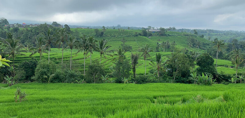 Reisebericht Bali Jatiluwih Reisterrassen auf Bali