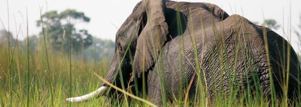 Elefant Okavango Delta