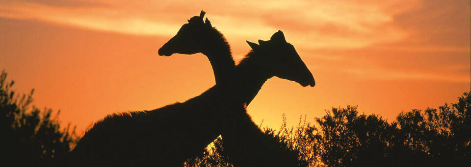 Giraffen im Krüger Nationalpark