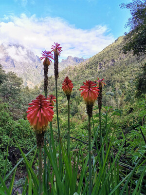 Blumen in Cialos