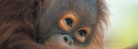 Besuch bei den Orang Utans