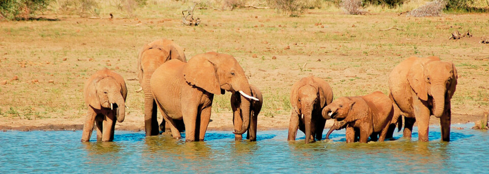 Elefanten im Madikwe Game Reserve