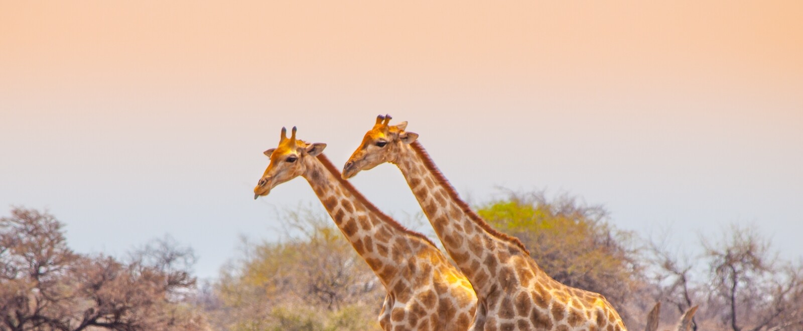 Reisebericht Namibia - Safari im Etosha Nationalpark Reisebericht Namibia - Safari im Etosha Nationalpark