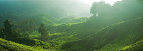 Cameron Highlands - Malaysia