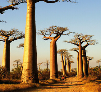 Baobab Allee Baobab Allee