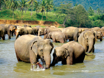 Sri Lanka Reisebericht: Elefanten beim Baden im Fluss