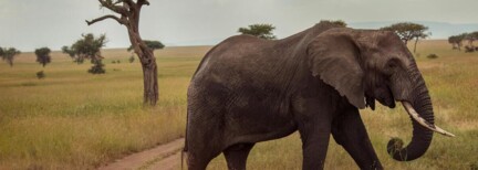 Victoriafälle & Serengeti-Abenteuer – Safarifahrten & Sternensee