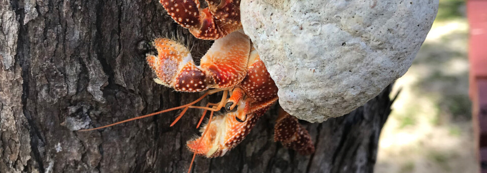 Cook Inseln Reisebericht - Krabbe am Baum