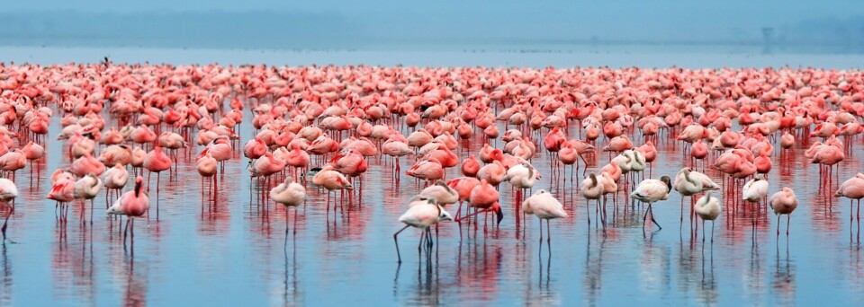 Flamingos am Lake Nakuru in Kenia