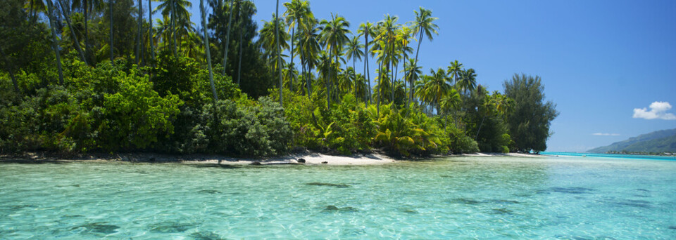 Palmenstrand auf Moorea