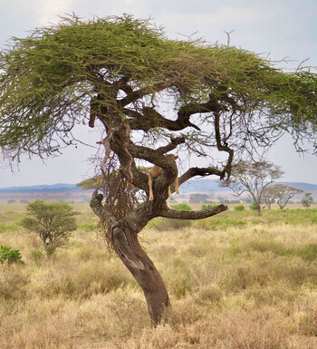Leopardin mit Antilope im Baum im Serengeti Park