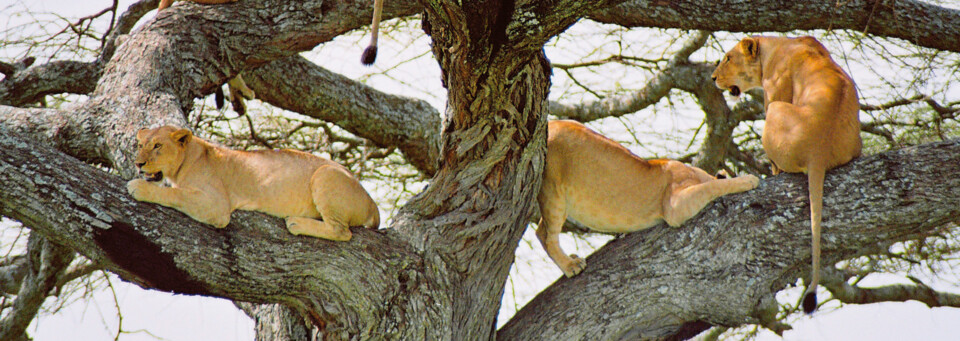 Löwen - Lake Manyara