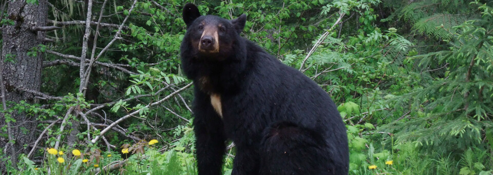 Bär im Wells Gray Provincial Park