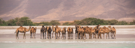 Salalah - Grüne Oase Omans