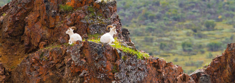 Schafe im Denali Nationalpark