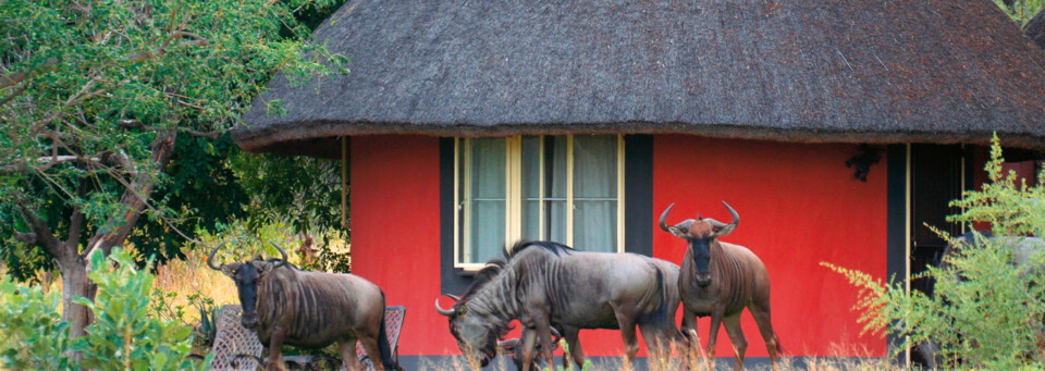 Außenansicht Rondavel Mohlabetsi Safari Lodge Balule Nature Reserve