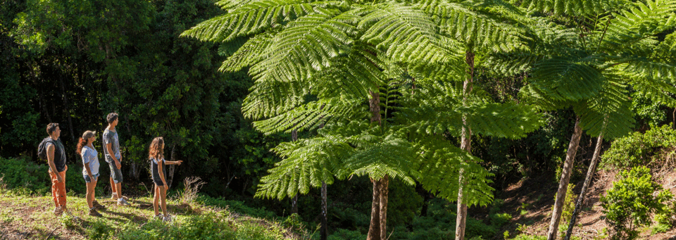 Giant Fern Park Neukaledonien