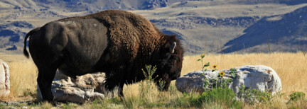 Rund um den Yellowstone inkl. Flug