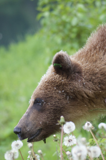 Reisebericht Yukon: Grizzly nahe Haines
