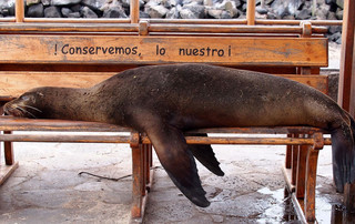 Galápagos Reisebericht - Seelöwe auf Santa Cruz