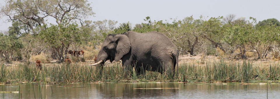 Elefant im Okavango Delta