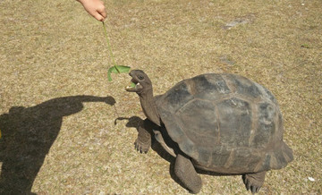 Riesenschildkröte auf Curieuse Island