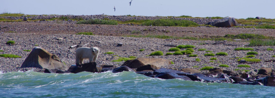 Eisbär am Churchill River